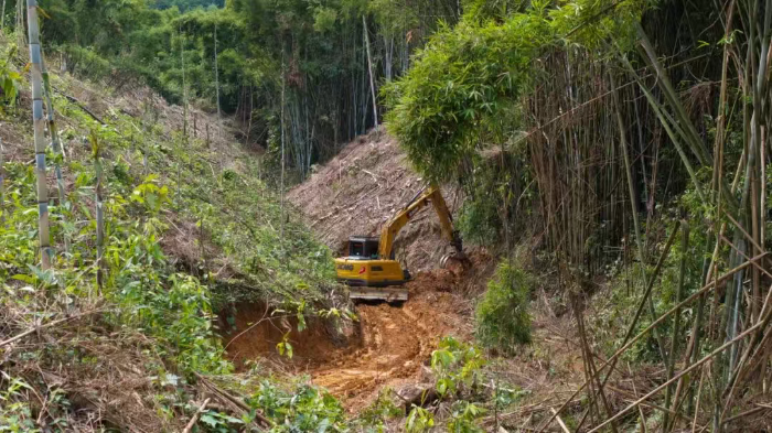 林间“藏龙”，竹海“卧虎”——cq9电子林业挖机广西侠客行